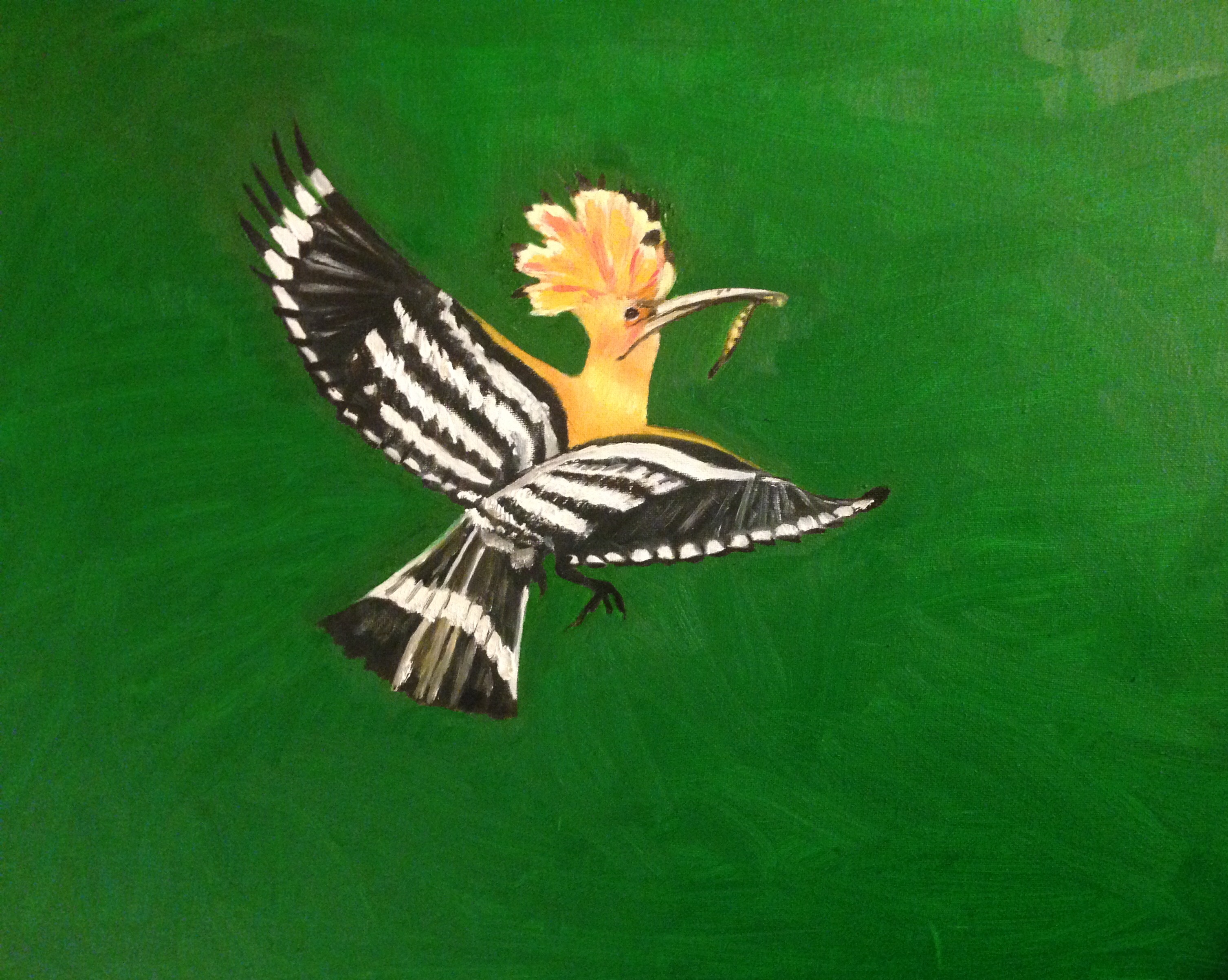 Hoopoe Bird